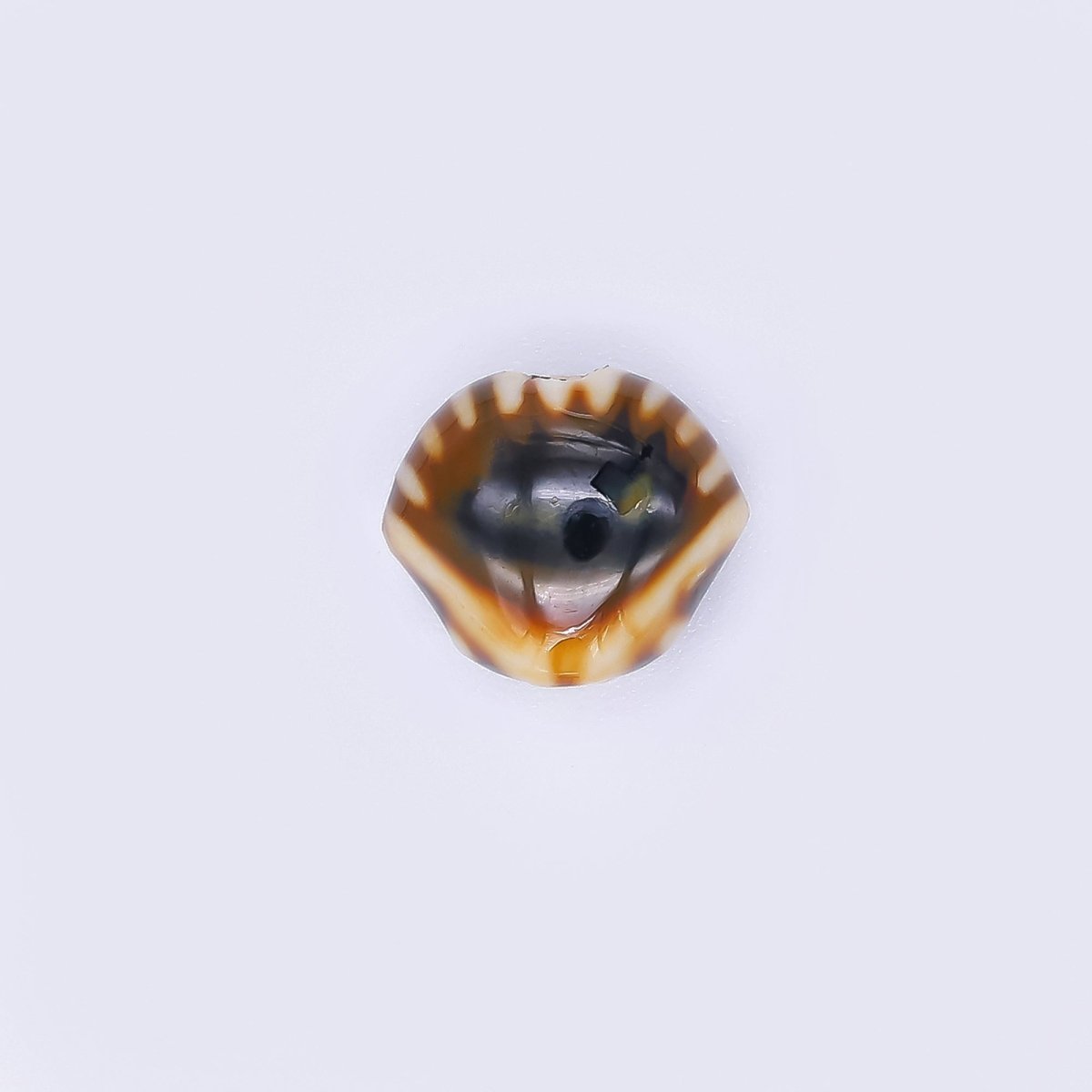 Ceramic Art Colorful Seashell - Shaped Bead Spacer | B - 799, B - 801 - B - 805 - DLUXCA