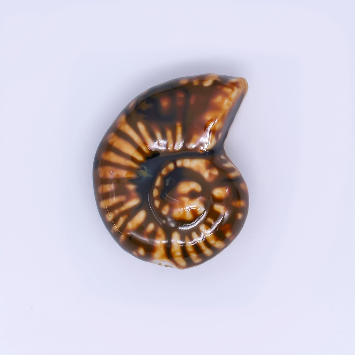 Ceramic Art Colorful Spiral Snail Shell Bead Spacer | B - 850 - B - 854 - DLUXCA